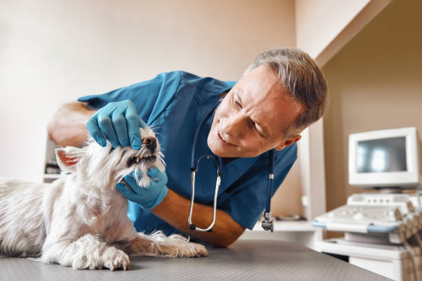 Best Emergency Dental Services for Seniors in Alpena, MI